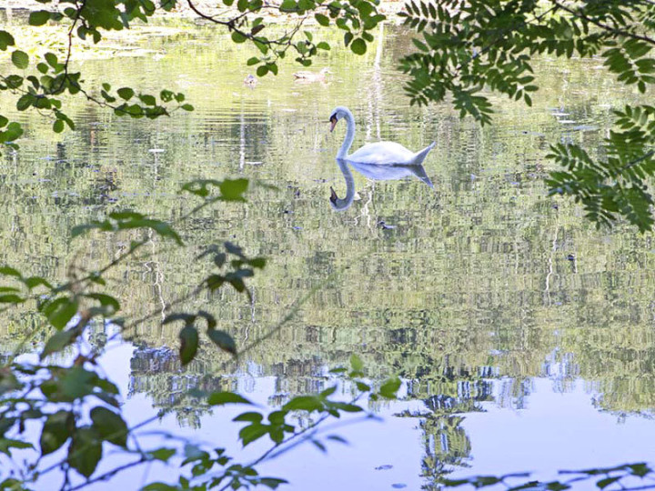 Колледж окружен парками с озерами