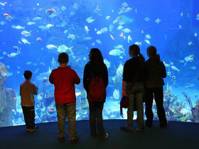 Экскурсия в Plymouth Aquarium