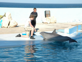 Студенты IELS Malta Young Learner centre на экскурсии в дельфинарий