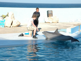 Студенты IELS LAL Malta на экскурсии в дельфинарий