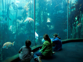 Студенты LAL Cape Town в аквариуме