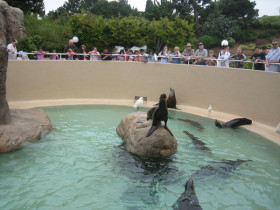 В дельфинарии