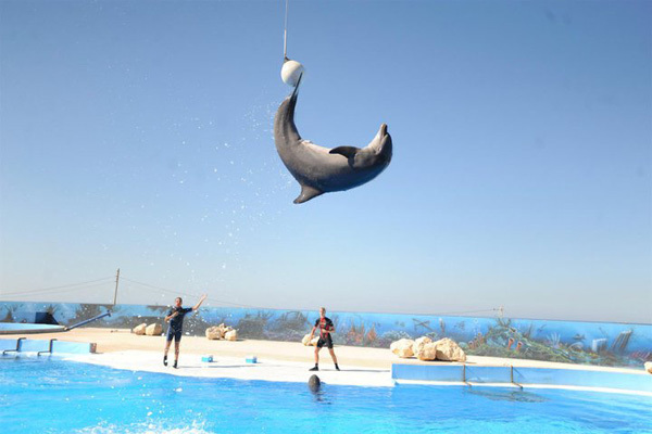 В дельфинарии