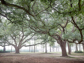 Территория Louisiana State University