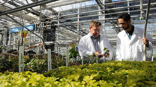 Учеба в Niagara College Canada