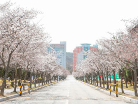 Hanyang University