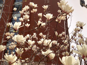 University of International Business and Economics