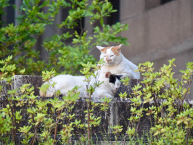 Waseda University